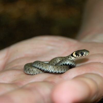 Užovka obojková na dlani PCH během semináře v Hostýnských vrších