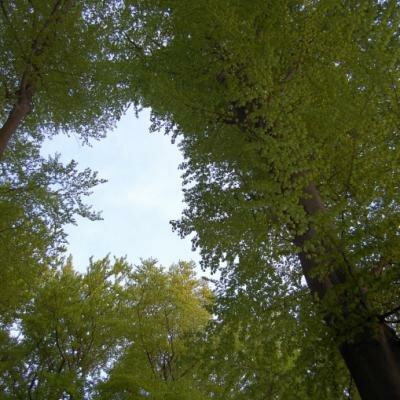 Stromy jsou zcela živé a také cítící bytosti, které ze sebe vyzařují nesmírně silnou léčivou energii
