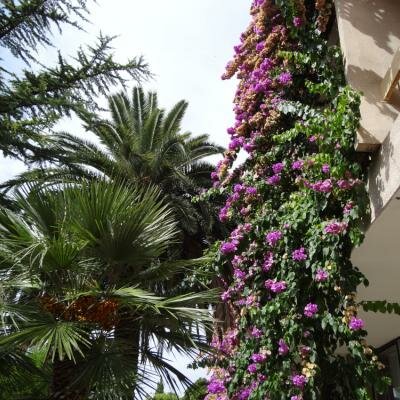 Hotel je obklopen bujnou vegetací