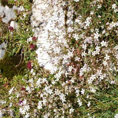 Meditační květinové lůžko na vrcholu Untersbergu - zářič