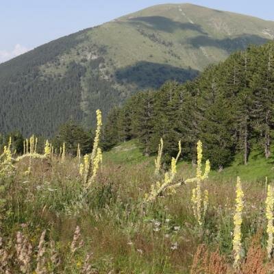 Krajina v takřka úplně opuštěné jižní části pohoří Pirin.