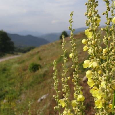 Na každém kroku se v silové zóně Pirin setkáváme s nádhernou vegetací, všude je cítit vůně květin.